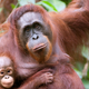 Illustration for article titled Put Down The iPad And Go Shave An Ape! 6 Awesome Things ’90s Kids Grew Up Doing To Orangutans That Kids Today Are Totally Missing Out Onem/em